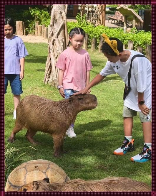 “玩转高清互动，笑谈人与动物新潮流”