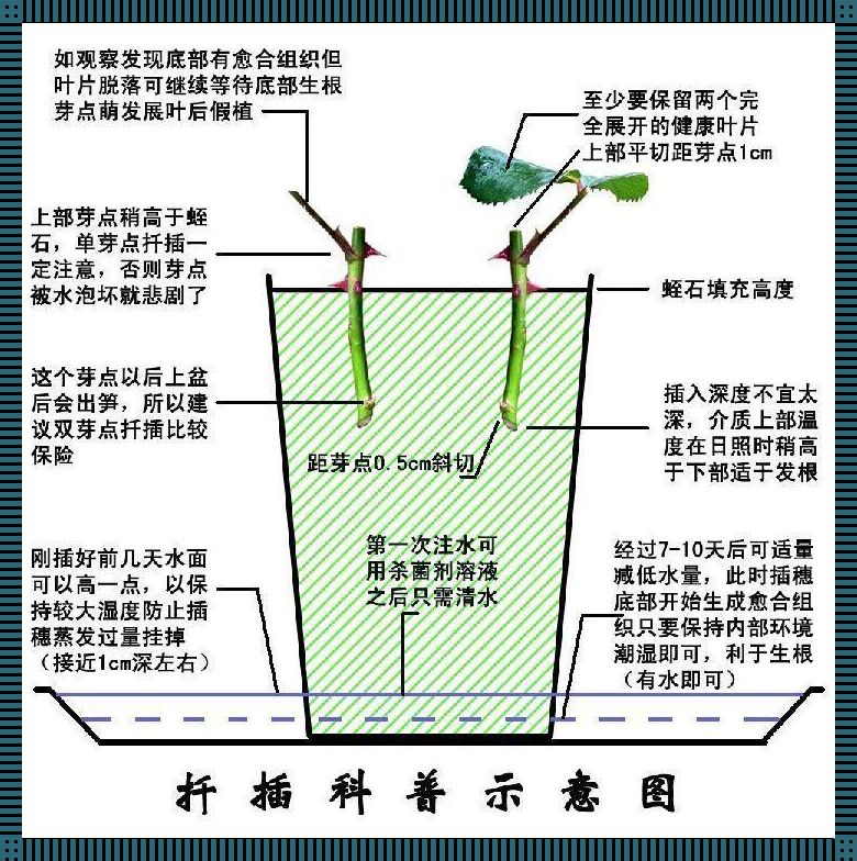 日本72变插花术：笑谈东瀛创新风潮