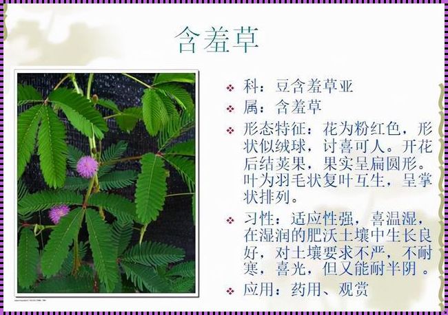 “四大金刚”含羞草，品种盘点“笑掉大牙”