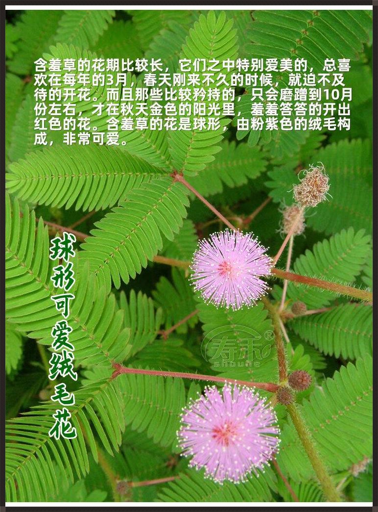 “四大金刚”含羞草，品种盘点“笑掉大牙”