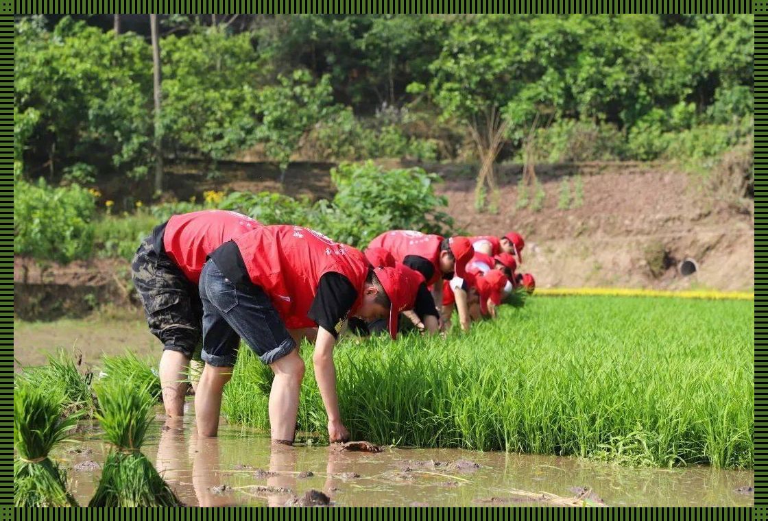 插秧夫妻档：笑谈高效农事，掀起全民创客风潮