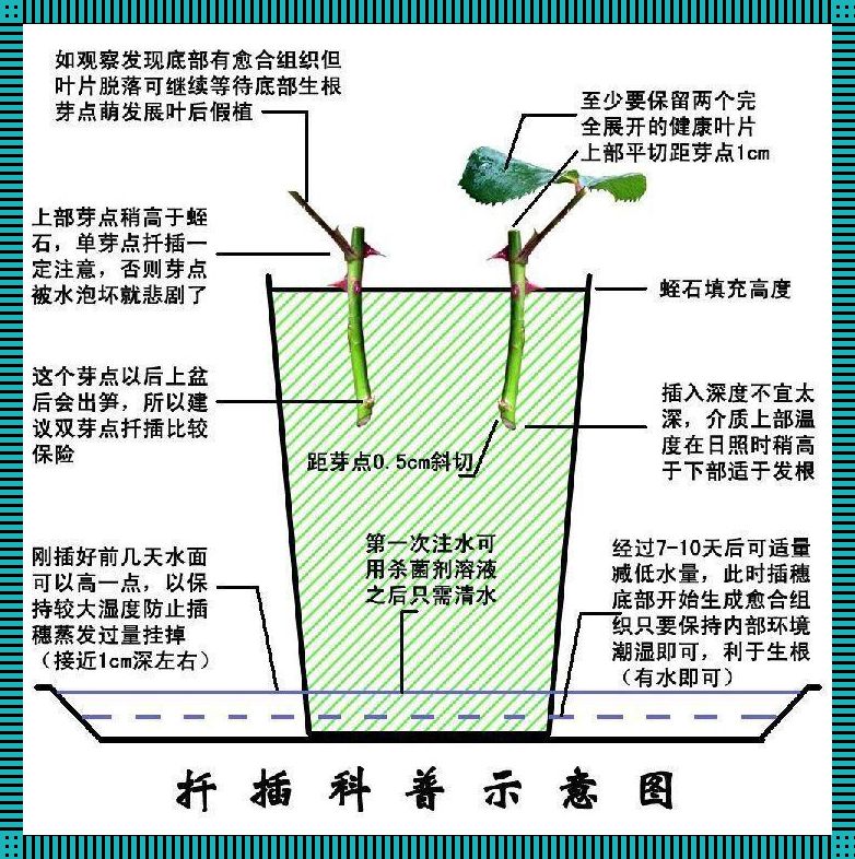 45分钟狂想曲：72变插花神技，热情如火点燃科技潮