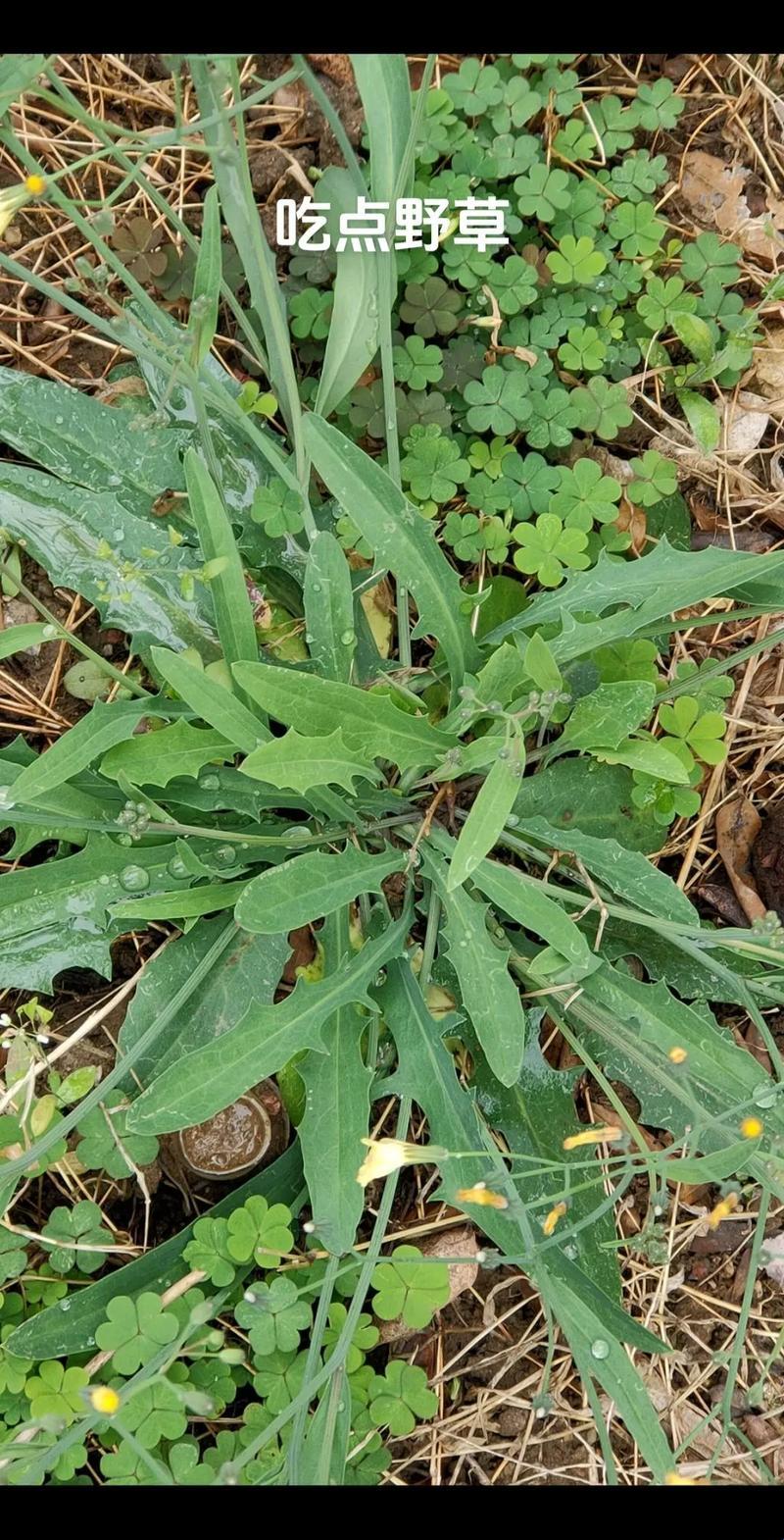 0ADC野草狂潮来袭，科技圈笑谈年龄新玩法