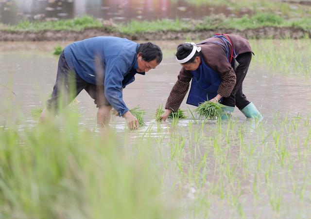 农夫与妻，插秧百态：网友戏谑“秧苗夫妻”成科技界热议新宠