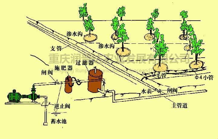 苏软软的灌溉奇遇：水流的魔术，农田的狂欢