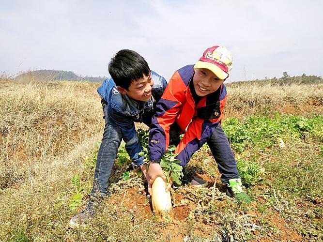 “拔萝卜双人”网友热议：科技界的诡异狂想曲