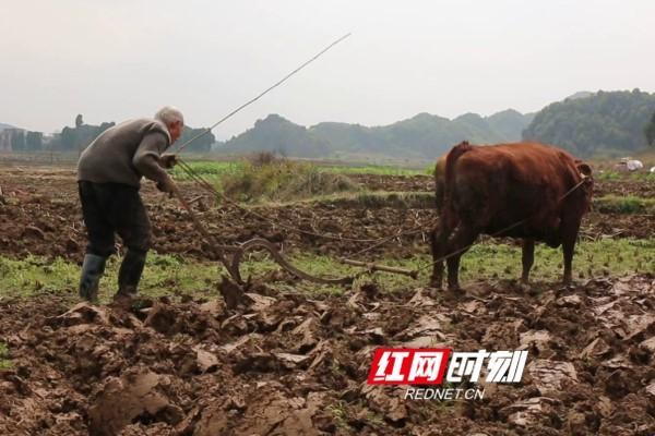 耕田新风尚：临沂儿郎替父操劳，笑谈科技弄潮