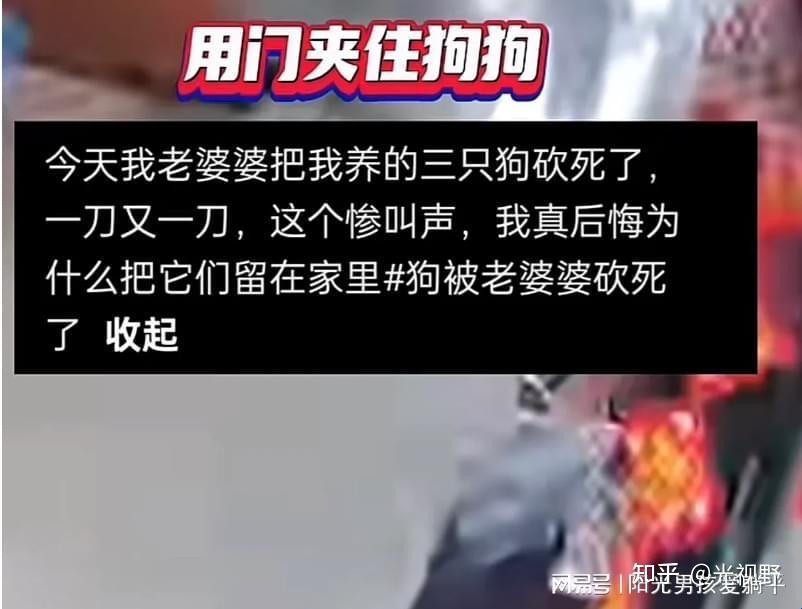 “汪星人与宇宙无敌老佛爷的世纪大战！”