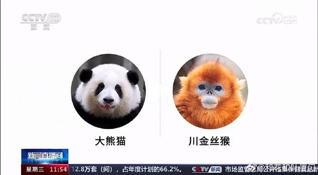 《黑眼圈的“惊喜”：熊猫花花的科技圈套》