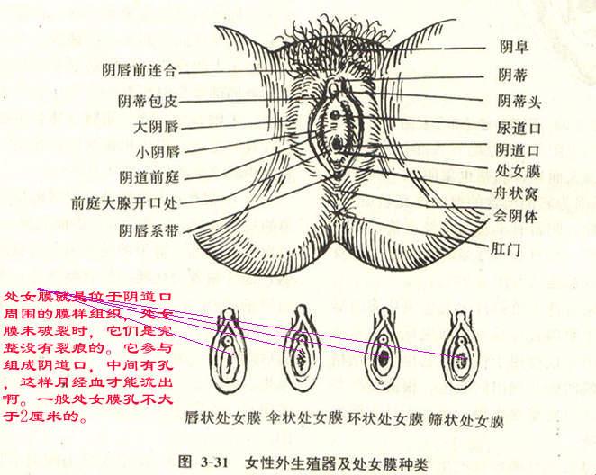 “大”不是问题，性别焦虑背后的网络喧嚣