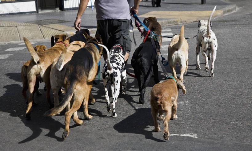 “人类与犬类：科技界的明星拍档，惊艳眼球！”