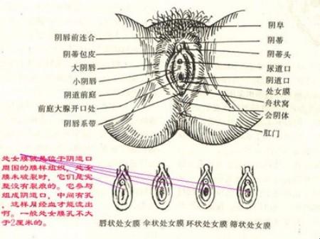 "破解神秘：处女膜破裂，网络新趋势下的探秘"