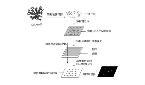 "RNAScope潮探：自嘲式探险笔记"