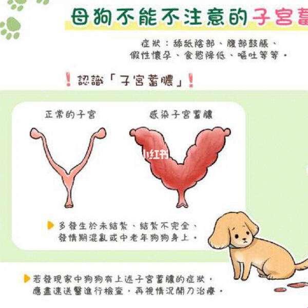 狗子宫「困局」，网友热议的「新焦点」：解锁妙招大揭秘！