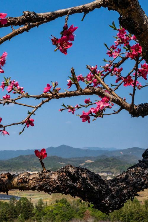 春之唇语：桃花的悄悄话