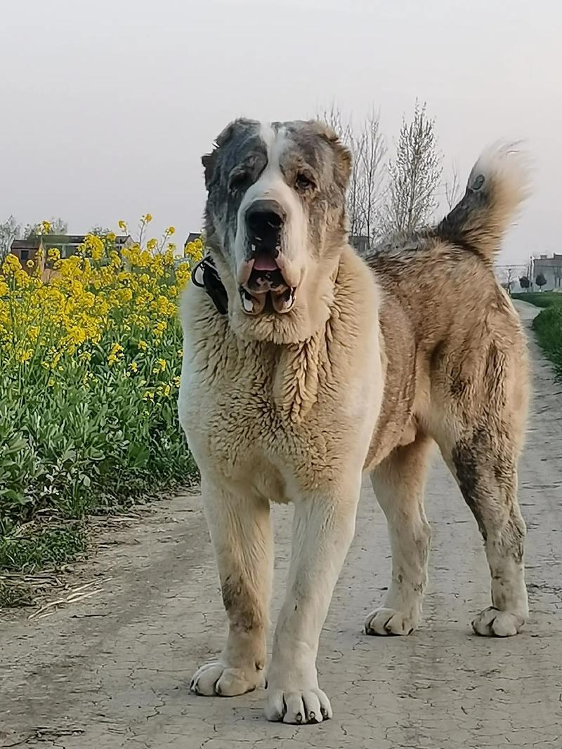 俄犬大名，网震来袭？笑谈科技界的新星