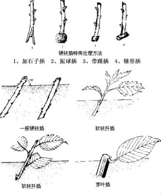 欧式72种插花诡计，引爆笑点，热情冷却指南