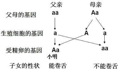 遗传了个“AAaa”的儿子的父亲：基因配对大冒险