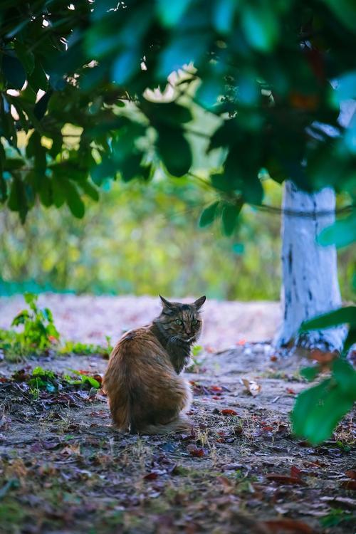 猫咪小森林，探秘科技新境界！