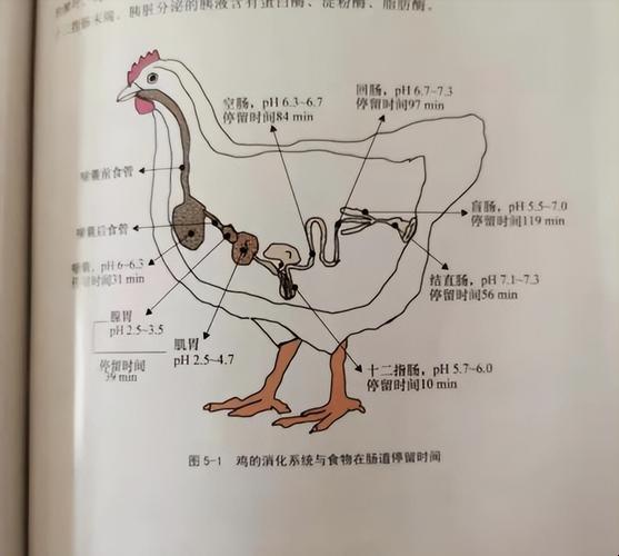 超肉鸡传奇：笑谈科技新秀