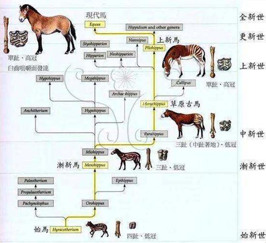 瞧瞧那些“科普人马畜禽”闹得网友热议，我这个小咖也来轧一脚！