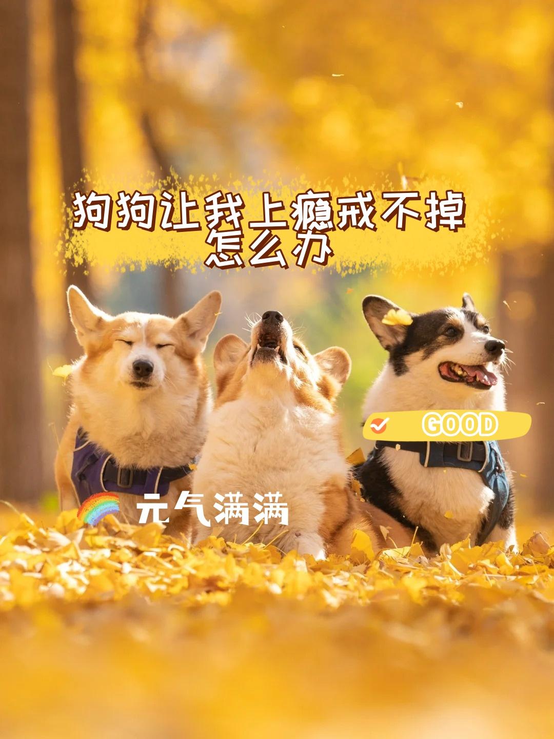 萌犬魅力难挡，科技新星解救成瘾者