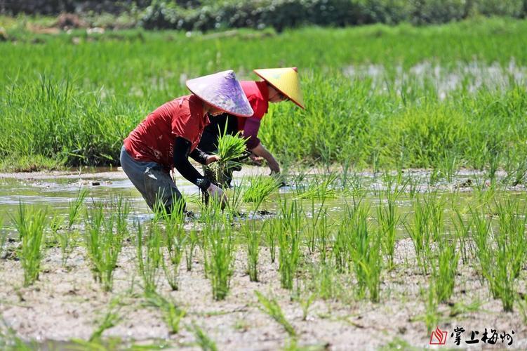 "水田热搜：网友戏谑背后，谁在操纵话题？