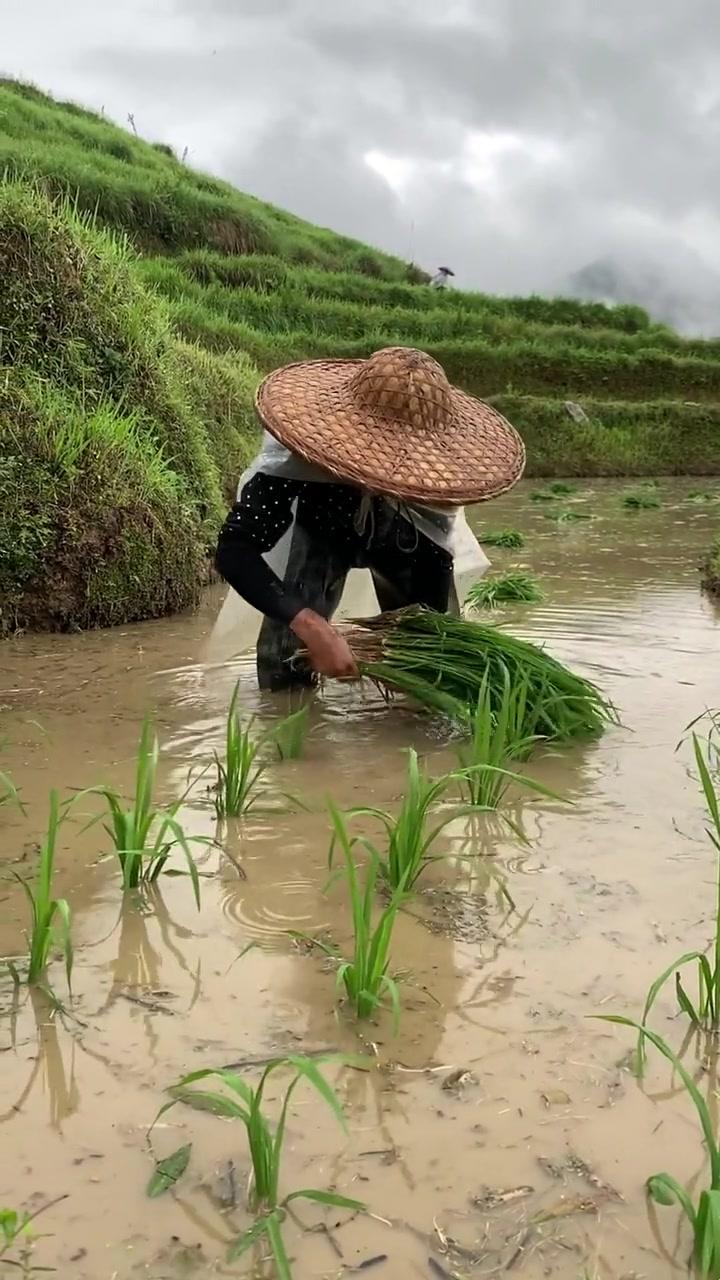 "潮涌！高清插秧视频大观园，农田里的时尚秀场！"