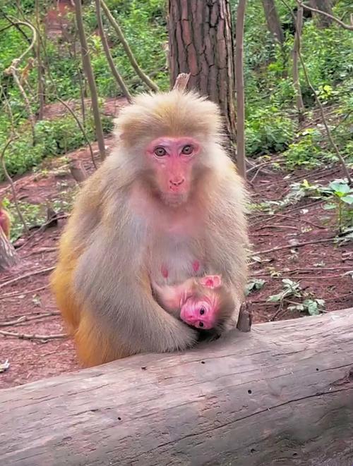 “monkey-logy”：潮流巅峰的啼笑皆非