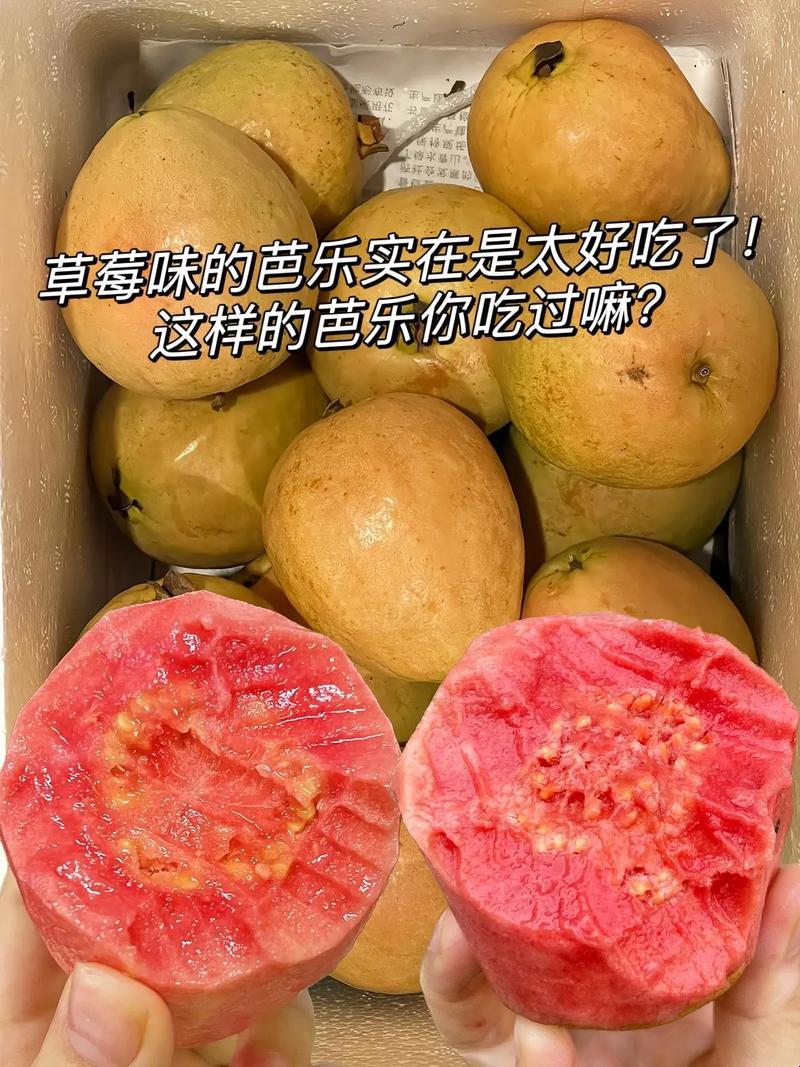 “草莓芭乐VS奶油芭乐：哪家强？笑掉大牙的科技版美食争霸！”