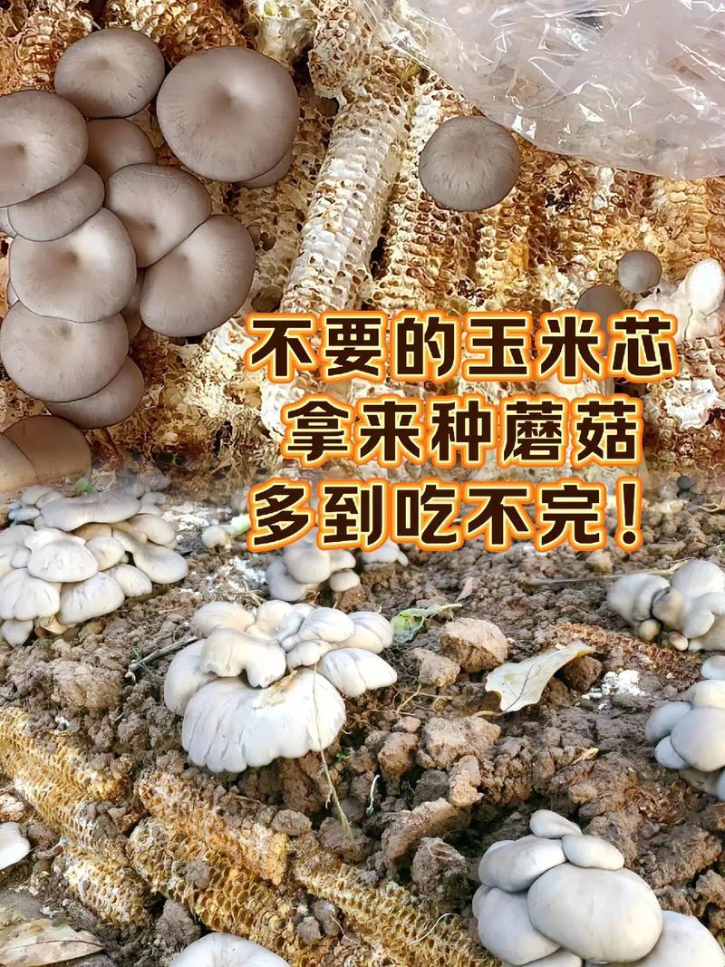 蘑幻科技潮：种菇新风尚