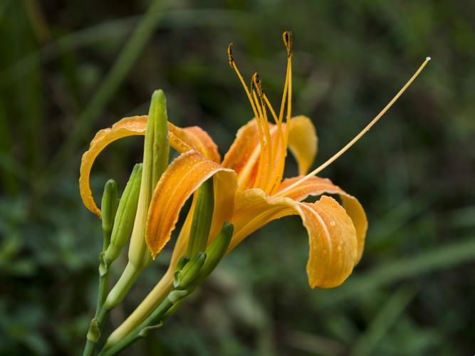 “仙踪林”探秘：忘忧花VS忘忧草，科技界的“奇葩”对决！