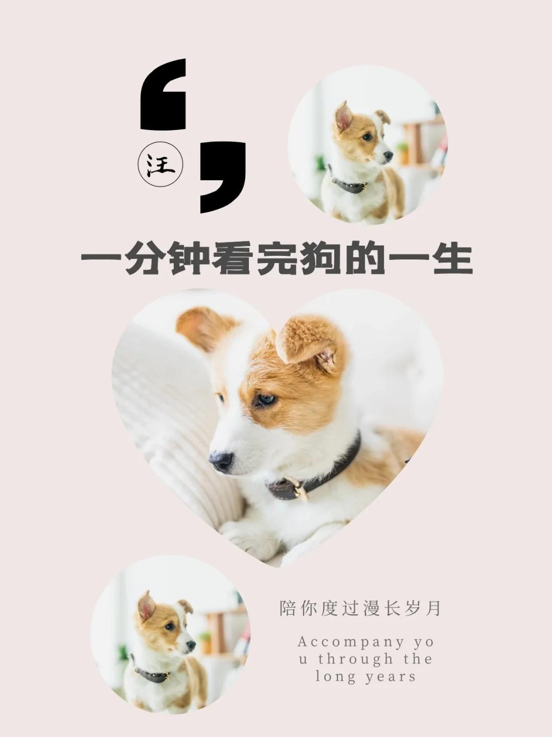 《一生献狗，TXT里另类人生！》