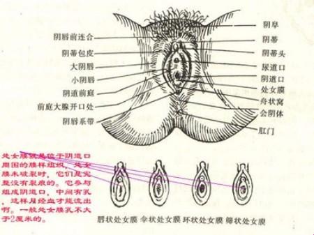 “破解”青春密码：网民热议的处女膜话题