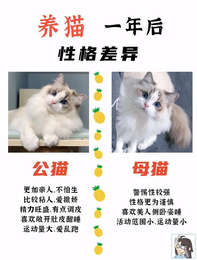 猫界翘楚大对决：猫咪3.0的逆袭，2.0版哭晕在厕所！