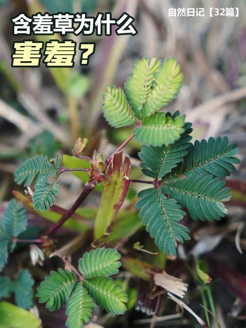 “含羞草二传”：时代弄潮儿还是虚有其表？